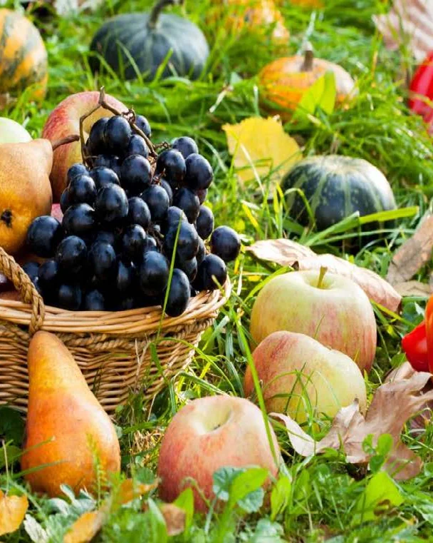 A basket of grapes, pears and apples